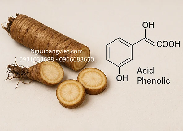 Acid phenolic trong củ ngưu bàng — Hàm lượng và 7 công dụng khoa học