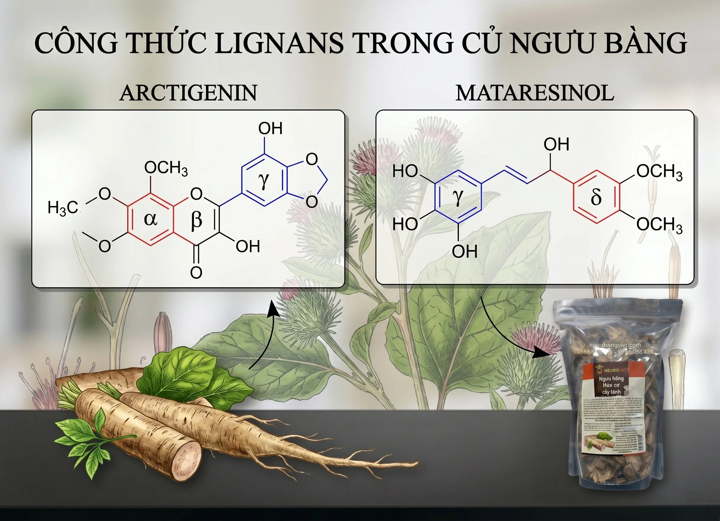 Lignans trong củ ngưu bàng là gì? Arctigenin, arctiin và 5 tác dụng khoa học