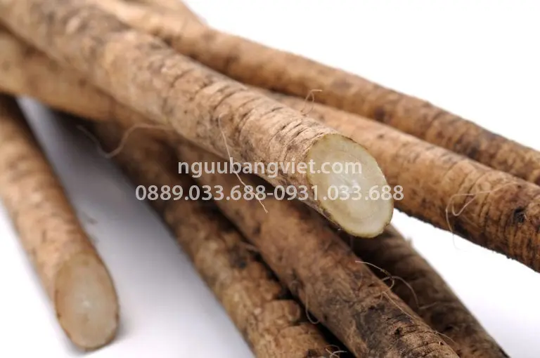 Cách bảo quản củ ngưu bàng tươi — 4 phương pháp giữ tươi lâu đúng cách