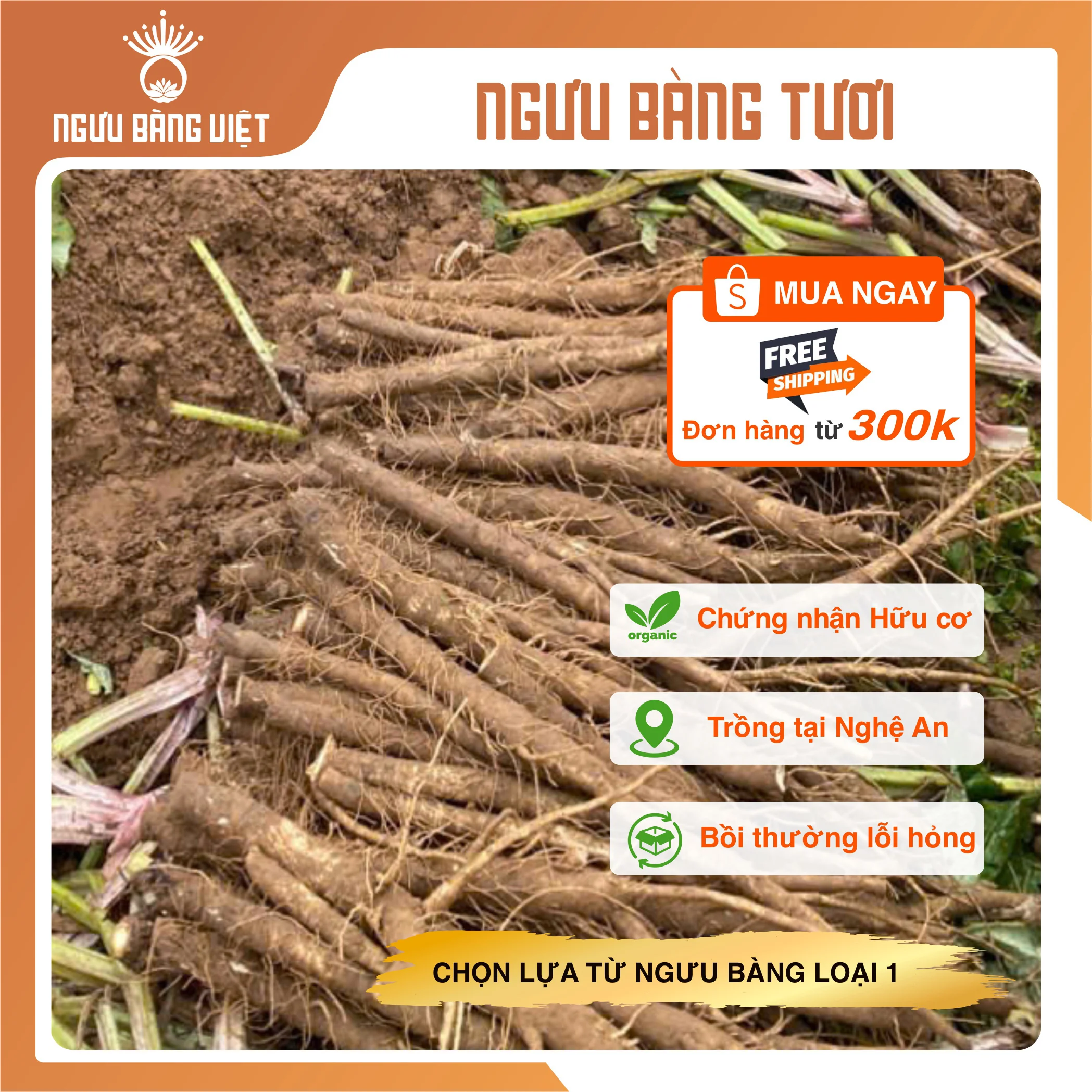 Củ ngưu bàng tươi Hữu Cơ
