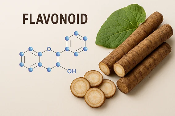Flavonoid trong củ ngưu bàng — quercetin, luteolin và 6 công dụng khoa học