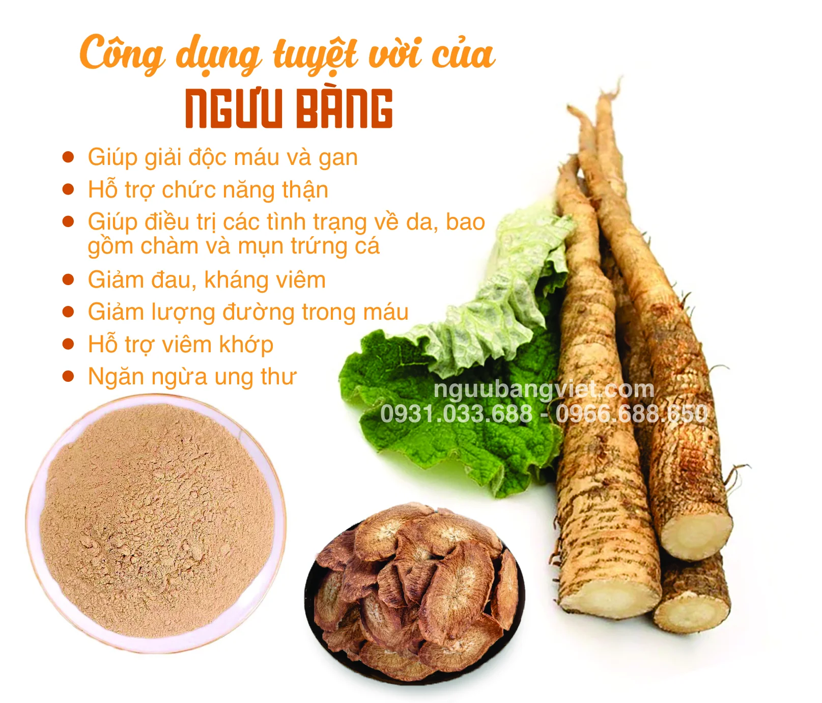 Mua ngưu bàng ở đâu? Địa chỉ mua ngưu bàng hữu cơ chính hãng uy tín nhất
