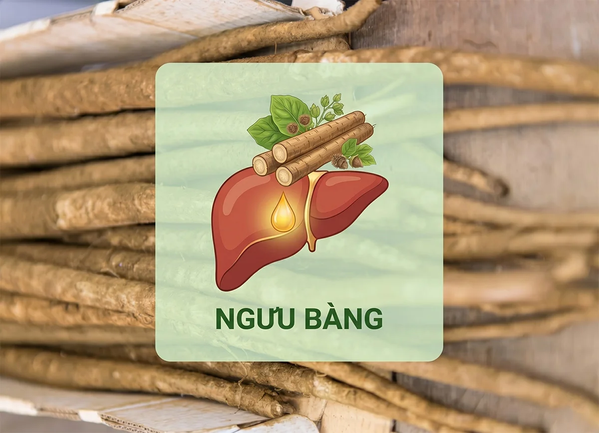 Gan nhiễm mỡ uống ngưu bàng được không? Cách dùng đúng cho độ 1, độ 2