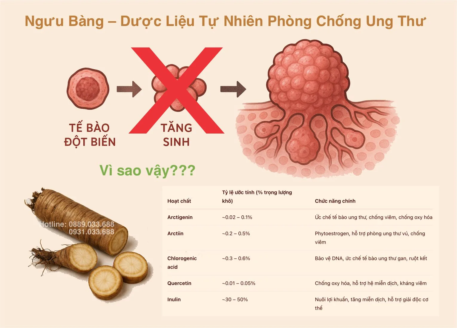 Củ ngưu bàng có công dụng gì trong hỗ trợ điều trị ung thư? Góc nhìn khoa học