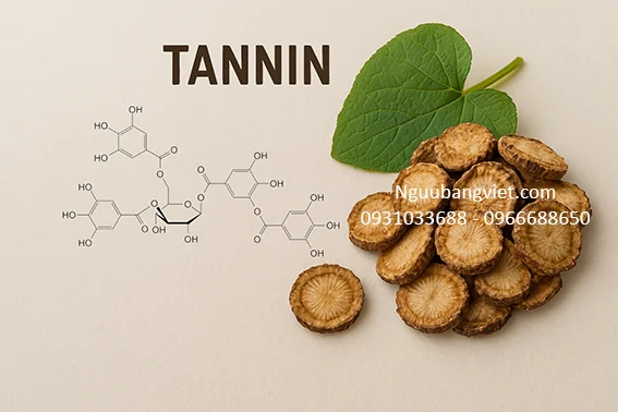 Tannin trong củ ngưu bàng — Hàm lượng và 5 tác dụng kháng khuẩn, chống viêm