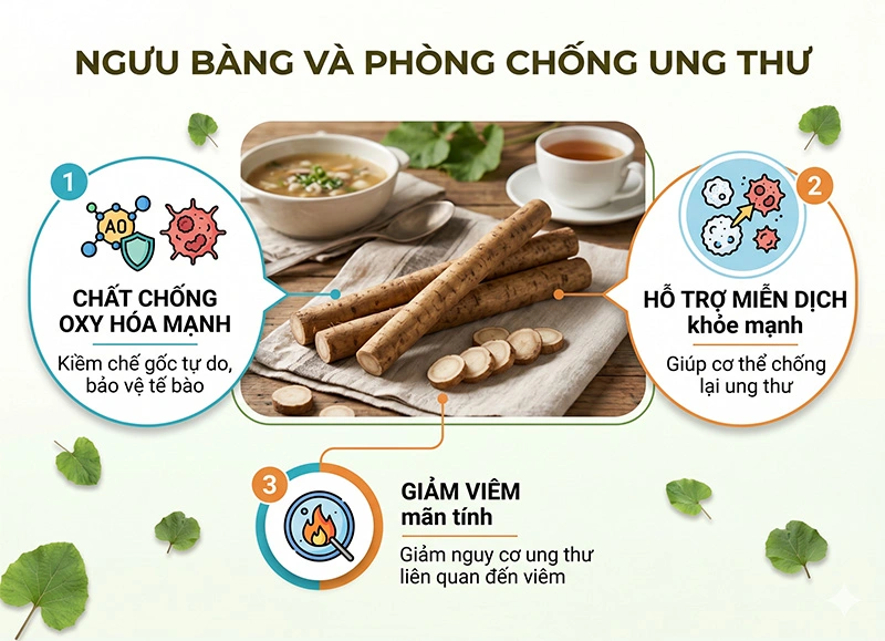 Ngưu Bàng Chữa Bệnh Gì? 12 Ứng Dụng Cụ Thể Theo Nghiên Cứu Khoa Học