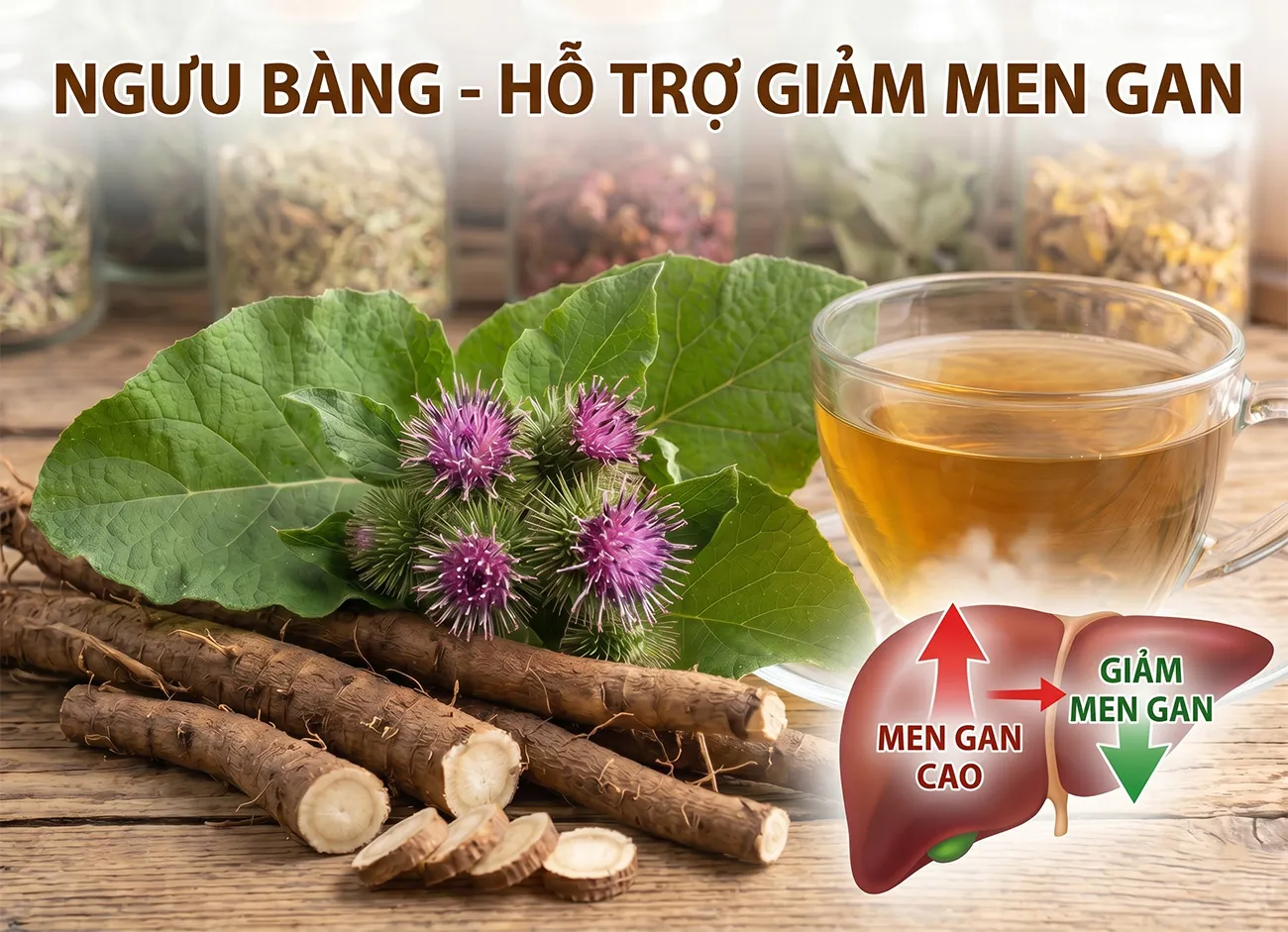 Men gan cao (ALT, AST tăng) uống ngưu bàng có giảm không? 4 cơ chế và cách dùng