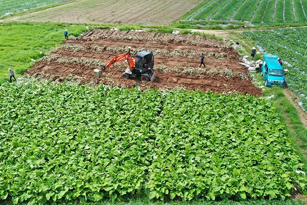 Mua Ngưu Bàng Ở Đâu Tại Hải Dương? Giao COD 1-2 Ngày