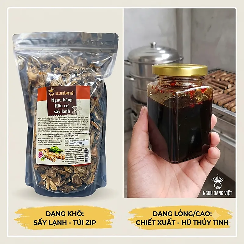 Ngưu bàng khô vs cao ngưu bàng — so sánh để chọn đúng theo mục đích sử dụng