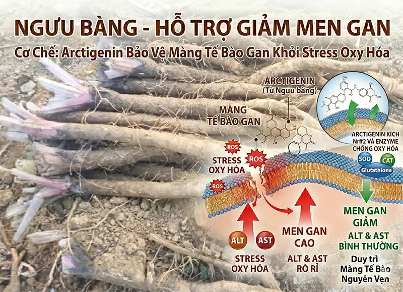 Cơ chế ngưu bàng giảm men gan ALT AST — arctigenin bảo vệ màng tế bào gan khỏi stress oxy hóa