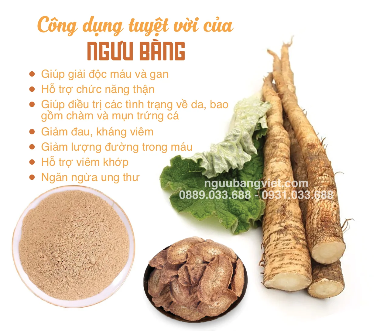 10 công dụng của ngưu bàng đối với sức khỏe — tiêu hóa, gan, đường huyết, mỡ máu, da