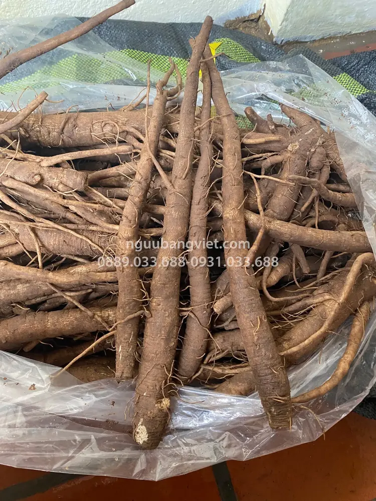 Củ ngưu bàng tươi hữu cơ HTX Thành Vinh chứa arctigenin tiềm năng chống ung thư