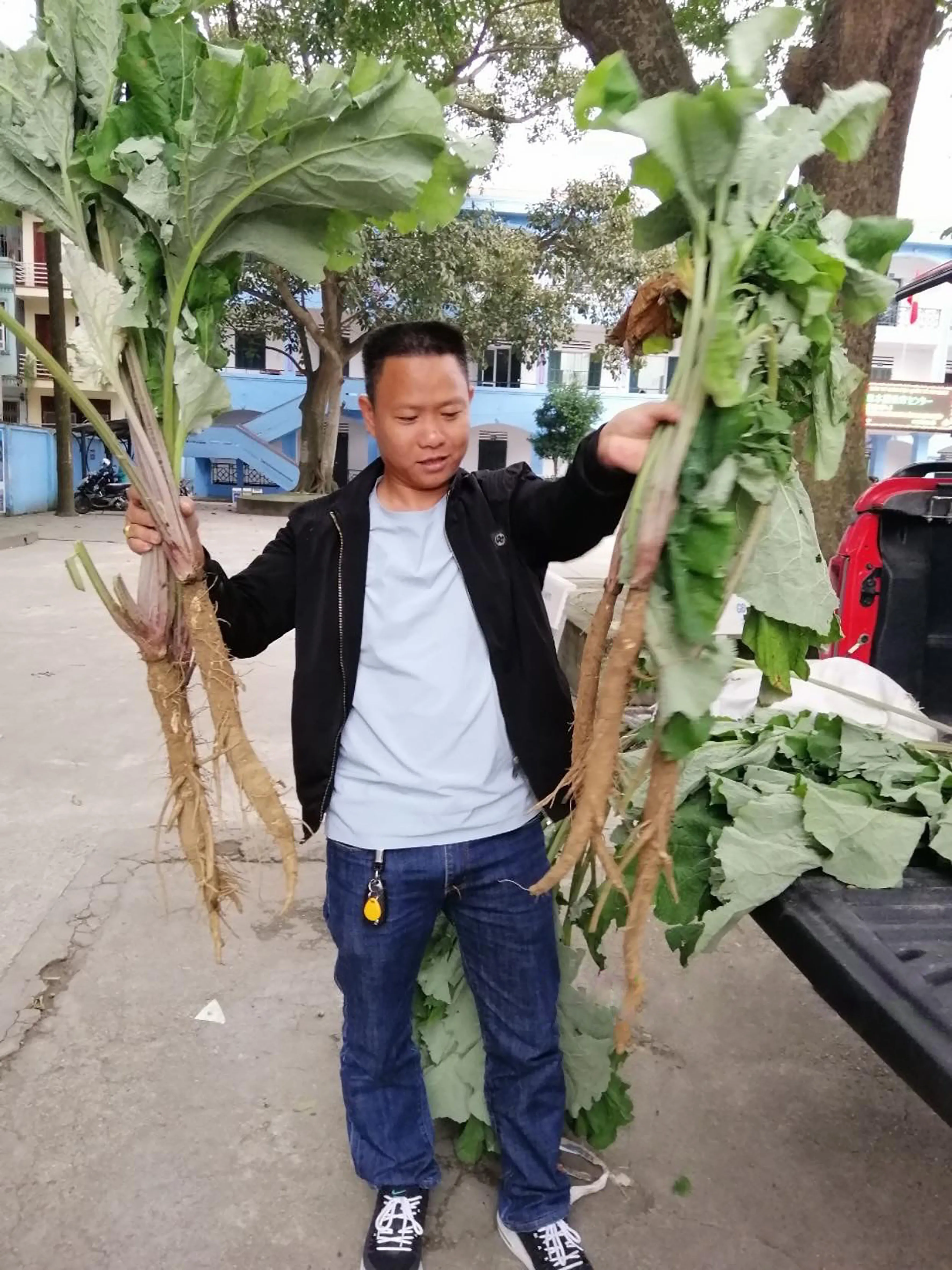 Cây ngưu bàng hữu cơ sinh trưởng tốt tại vùng trồng HTX Thành Vinh Thanh Hóa lá xanh to