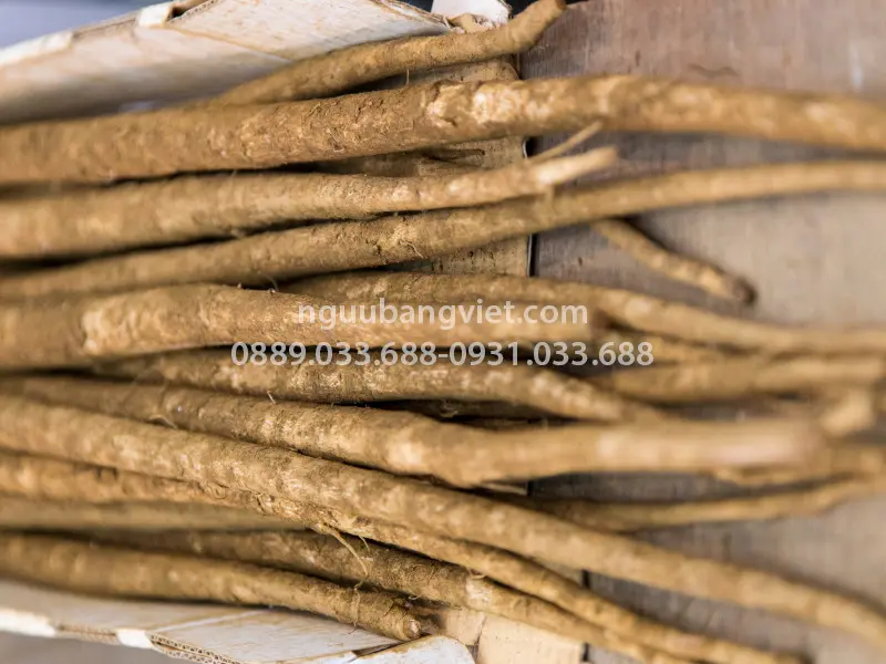 Củ ngưu bàng hữu cơ giàu polyphenol flavonoid lignans acid phenolic