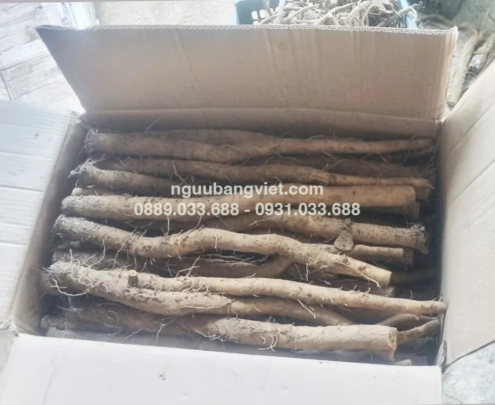 Mua ngưu bàng online có đáng tin không - đóng gói ngưu bàng hữu cơ gửi khách hàng