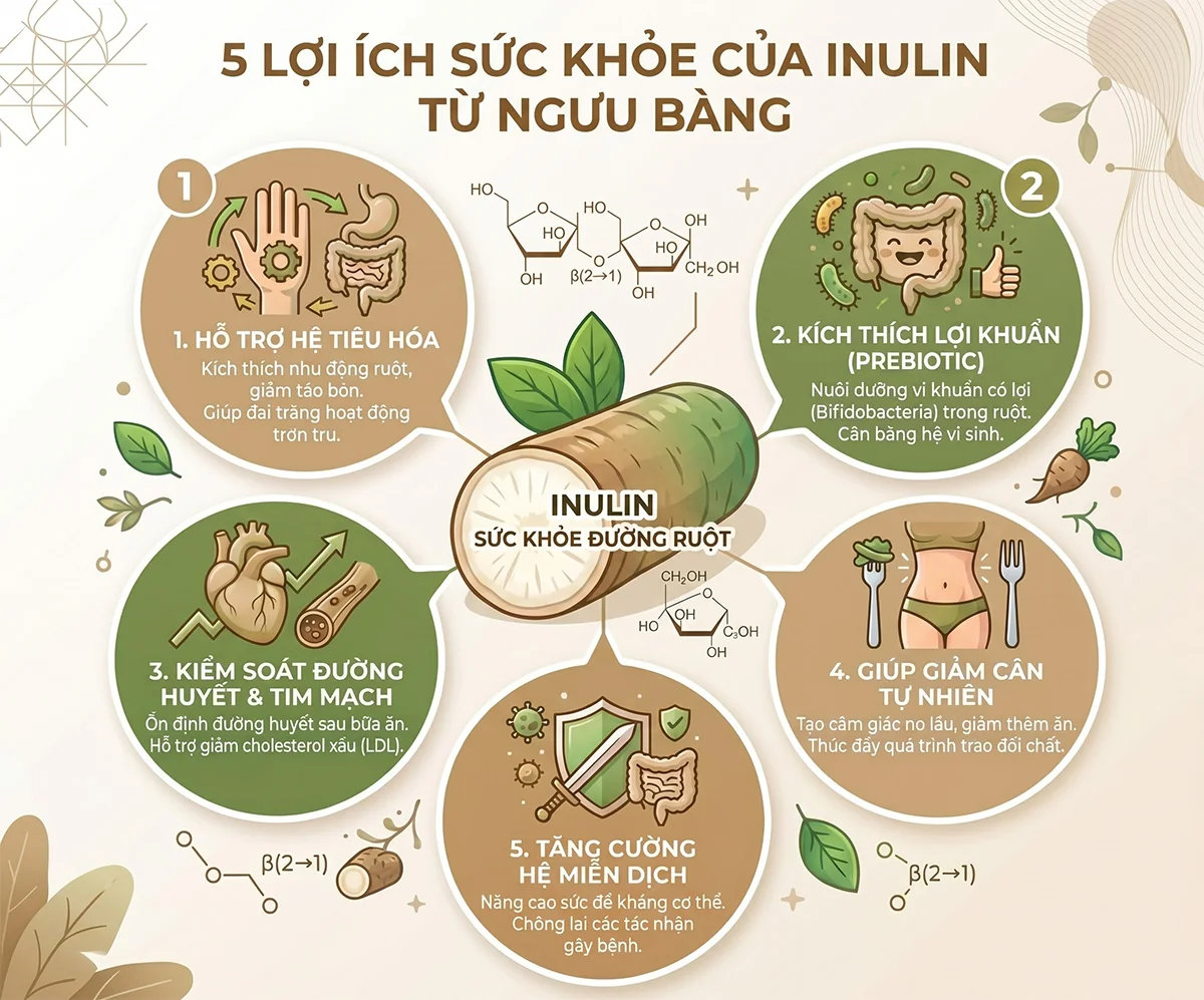 Lợi ích sức khỏe inulin ngưu bàng khi uống hàng ngày tích lũy theo thời gian