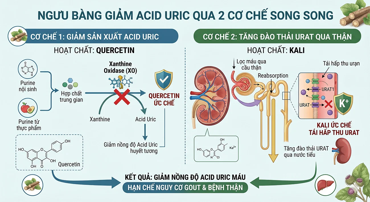 Cơ chế ngưu bàng giảm acid uric — quercetin ức chế xanthine oxidase và lợi tiểu tăng đào thải urat