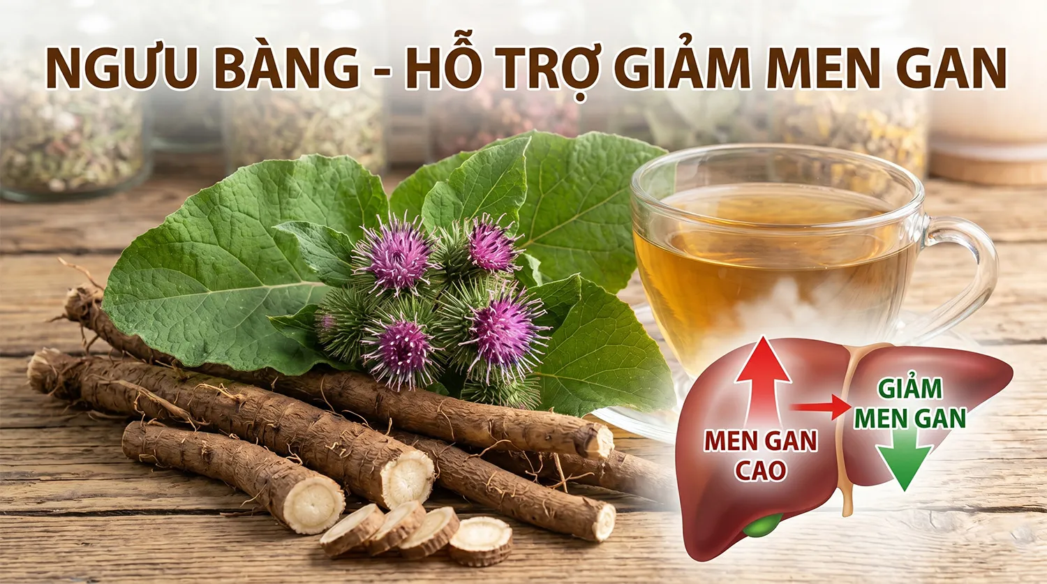 Men gan cao uống ngưu bàng có giảm không — cơ chế khoa học và cách dùng đúng