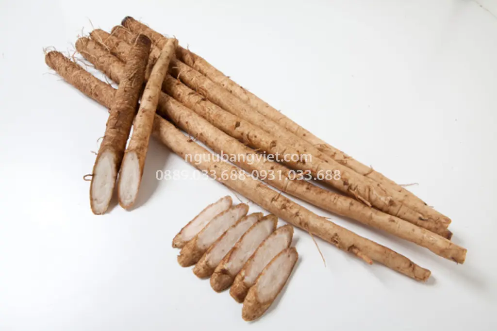Củ ngưu bàng tươi hữu cơ loại 1 HTX Thành Vinh — ruột trắng ngà, giòn, vị ngọt nhẹ