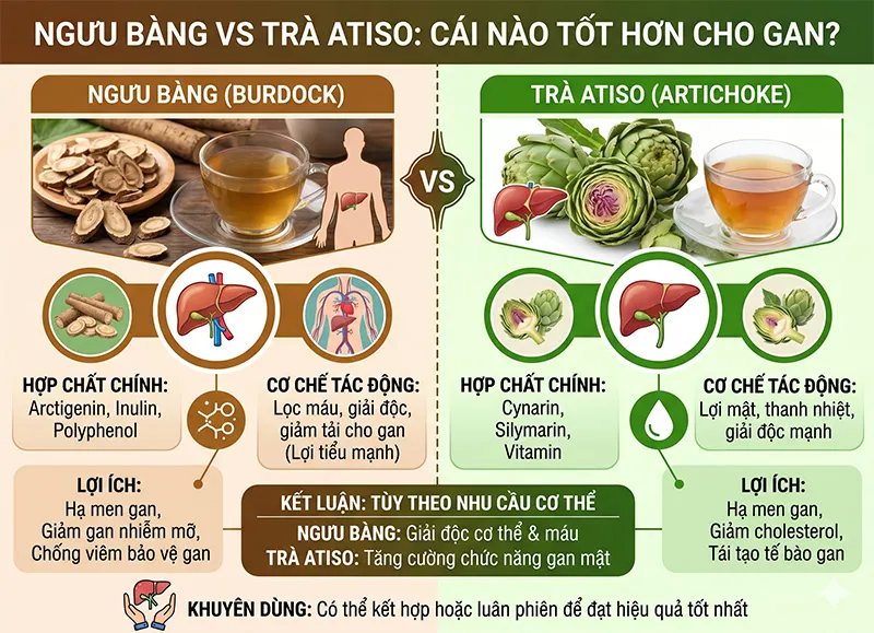 So sánh ngưu bàng và atiso tác dụng lên gan lợi mật