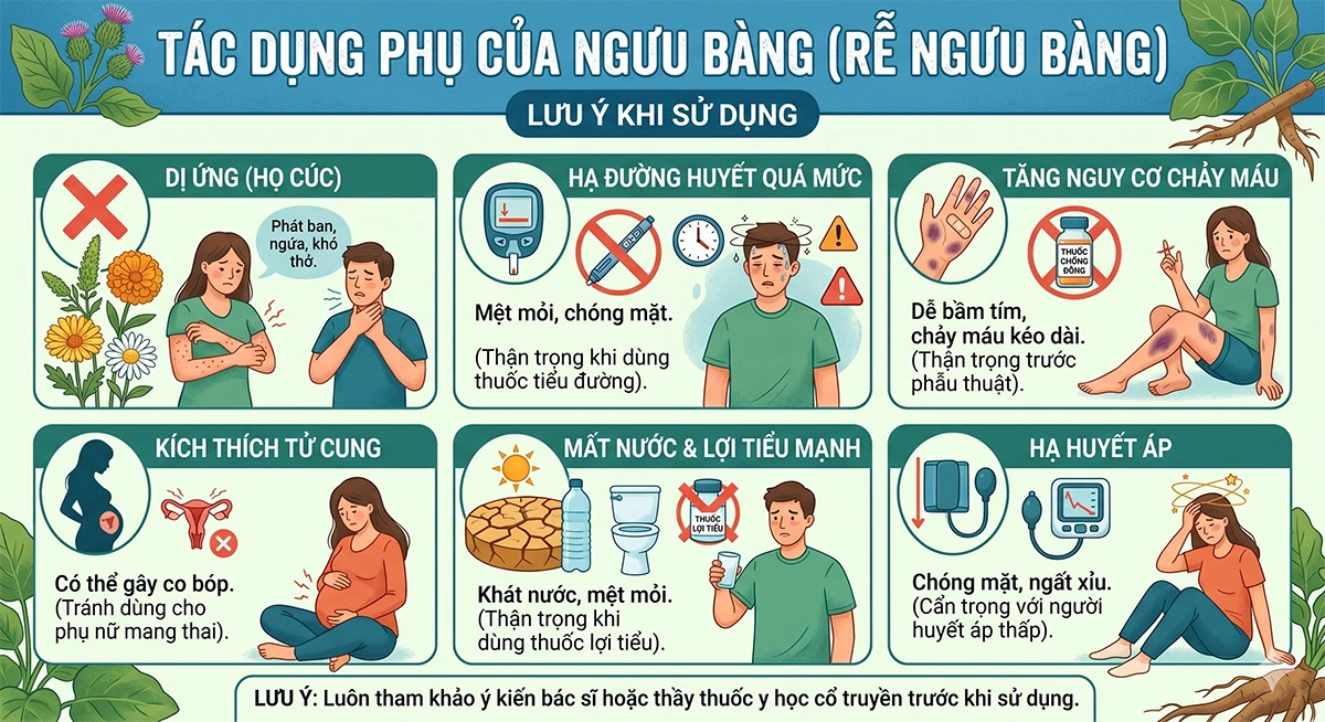 Lưu ý khi sử dụng ngưu bàng — tác dụng phụ và tương tác thuốc