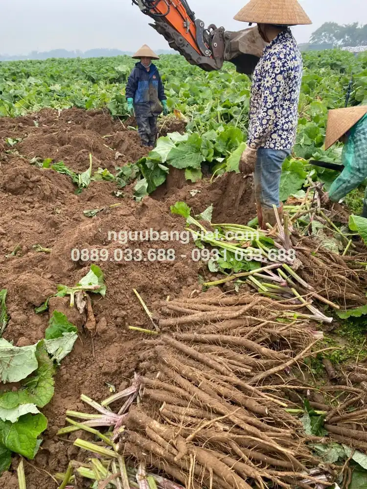 Thu hoạch ngưu bàng tươi hữu cơ tại Hưng Nguyên Nghệ An