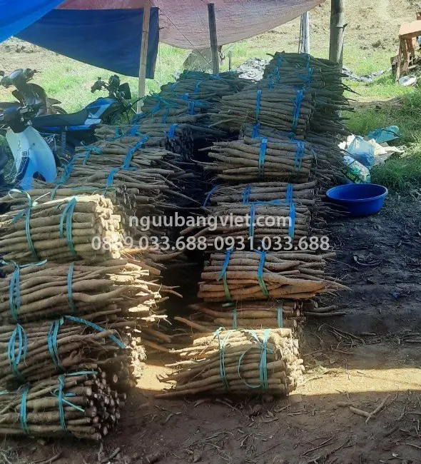 Thu hoạch ngưu bàng hữu cơ tại vùng trồng