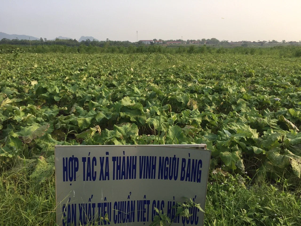 Cây ngưu bàng Arctium lappa — đặc điểm, công dụng và lưu ý sử dụng