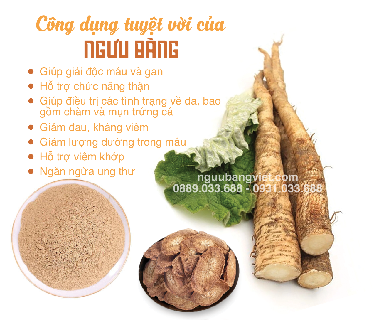 công dụng củ ngưu bàng hỗ trợ tiêu hóa thanh lọc cơ thể đường huyết tim mạch miễn dịch