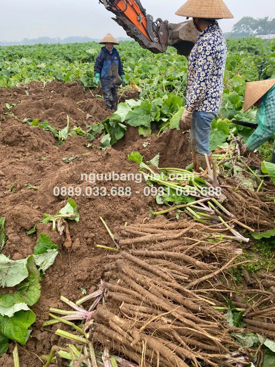vùng trồng ngưu bàng hữu cơ HTX Thành Vinh Thanh Hóa Nghệ An Hữu Cơ
