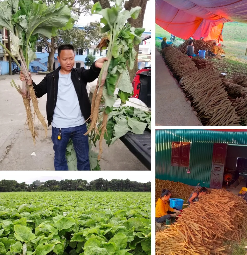 Sản phẩm Ngưu Bàng Hữu Cơ – Khô, Trà, Cao | Ngưu Bàng Việt