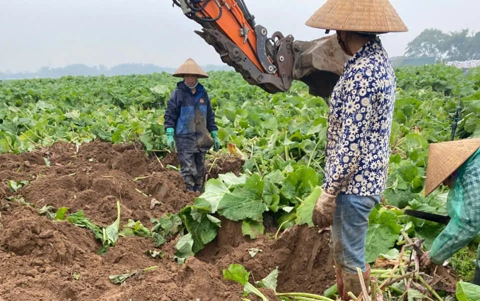 Thu hoạch củ ngưu bàng sản xuất theo quy trình hữu cơ
