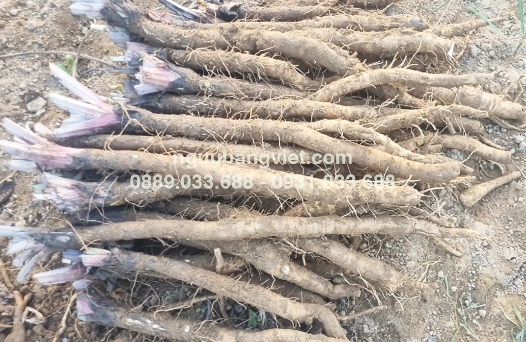 củ ngưu bàng tươi hữu cơ Ngưu Bàng Việt HTX Thành Vinh