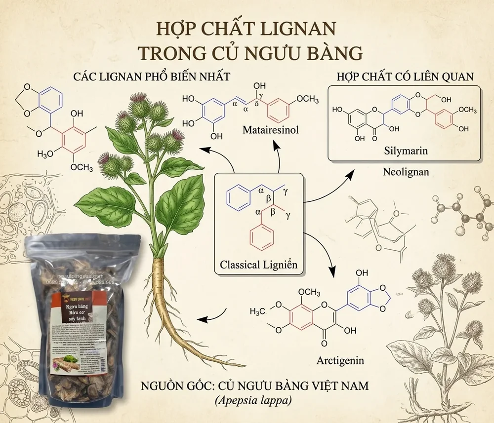Hợp chất Lignans trong củ ngưu bàng — arctigenin matairesinol arctiin và cấu trúc hóa học