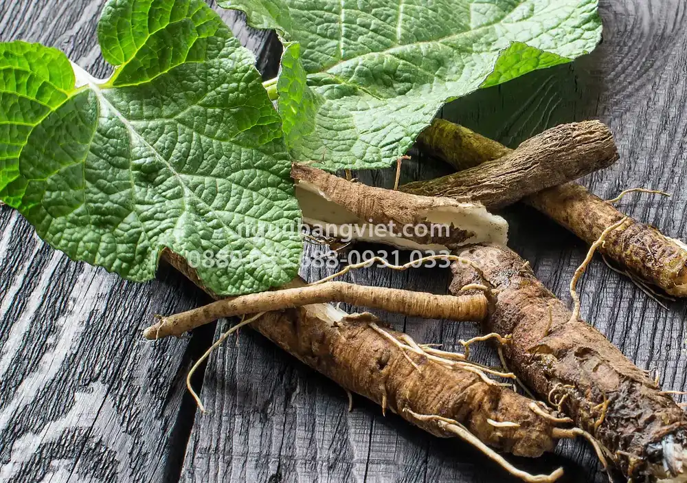 Các hoạt chất sinh học trong củ ngưu bàng inulin arctigenin polyphenol