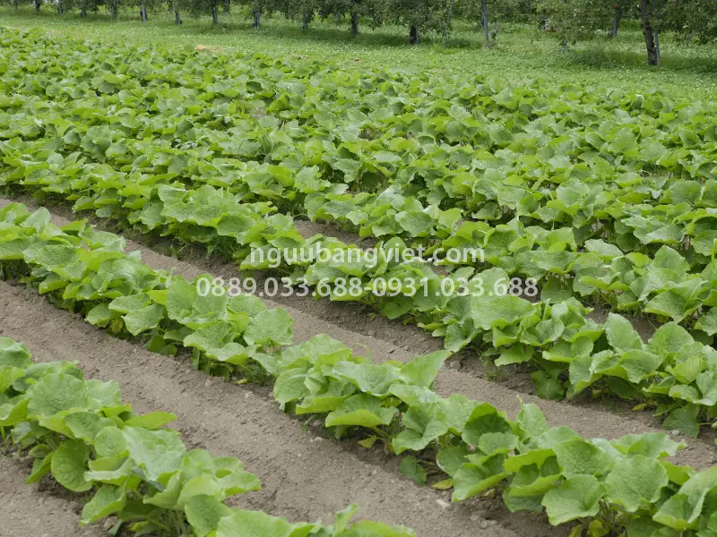 Vùng trồng ngưu bàng hữu cơ HTX Thành Vinh tại Hưng Nguyên Nghệ An